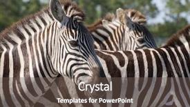  Presentation with black and white religious - Amazing PPT layouts having zoo zoo - black and white zebras backdrop and a tawny brown colored foreground
