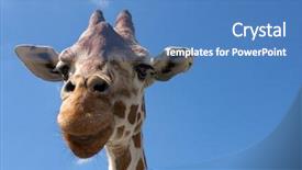  Presentation with april showers close up - Presentation design featuring zoo zoo - close up of a giraffe background and a teal colored foreground