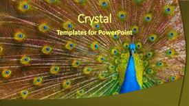  Presentation with peacock - Audience pleasing PPT theme consisting of zoo zoo - close up of peacock showing backdrop and a tawny brown colored foreground