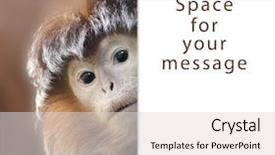  Presentation with zoo - Cool new presentation theme with zoo zoo - curious ape with space backdrop and a light gray colored foreground