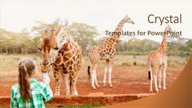  Presentation with africa - PPT theme featuring zoo zoo - cute little girl feeding giraffes background and a lemonade colored foreground