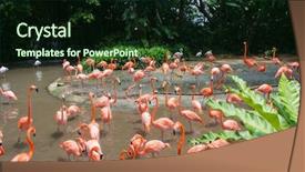  Presentation with flamingo - Amazing slides having zoo zoo - flamingo birds in the pond backdrop and a wine colored foreground