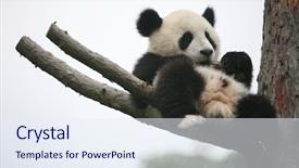  Presentation with zoo - Slide set with zoo zoo - giant panda cub ailuropoda melanoleuca background and a sky blue colored foreground