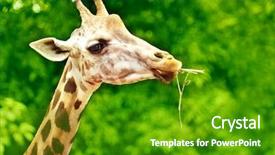  Presentation with zoo - PPT layouts featuring zoo zoo - giraffe eating twig forest background background and a shamrock green colored foreground