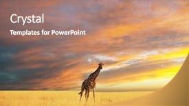  Presentation with savannah - Beautiful PPT layouts featuring zoo zoo - giraffe in savannah at dawn backdrop and a coral colored foreground