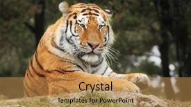  Presentation with safari tiger - Presentation theme having zoo zoo - portrait of resting tiger background and a yellow colored foreground