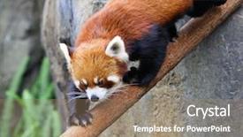  Presentation with red panda - Theme consisting of zoo zoo - red panda background and a coral colored foreground