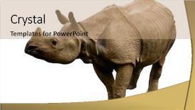  Presentation with zoo - Beautiful presentation featuring zoo zoo - rhinoceros isolated backdrop and a coral colored foreground