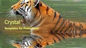  Presentation with tiger - Amazing slide deck having zoo zoo - siberian tiger in water backdrop and a tawny brown colored foreground