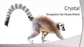  Presentation with lemur - PPT layouts featuring zoo zoo - walking lemur isolated on white background and a white colored foreground