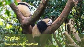  Presentation with zoo - PPT layouts enhanced with zoos - panda in zoo of sichuan background and a tawny brown colored foreground