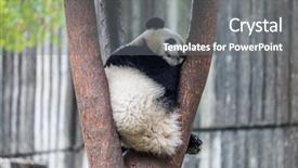  Presentation with zoo - PPT theme consisting of zoos - panda in zoo of sichuan background and a gray colored foreground