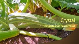  Presentation with orchard - Cool new presentation theme with zucchini flowers and fruits yellow backdrop and a  colored foreground