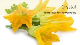  Presentation with white flowers - Slide set featuring zucchini flowers on a white background and a yellow colored foreground