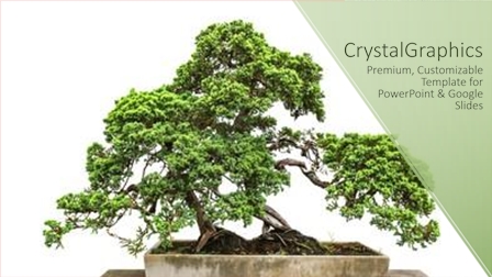 146 Best Bonsai-Themed Templates for PowerPoint & Google Slides