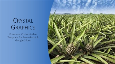 386 Best Pineapple-Themed Templates for PowerPoint & Google Slides
