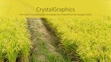 239 Best Rice Field-page-10-Themed Templates for PowerPoint & Google Slides