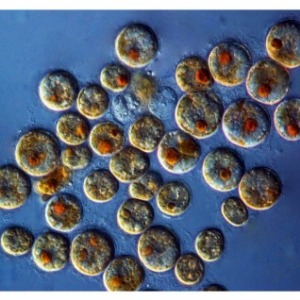 Culturing Symbiodinium