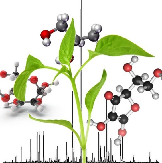 METHOD FOR THE METABOLIC PROFILE OF PLANT TISSUES BY GAS CHROMATOGRAPHY