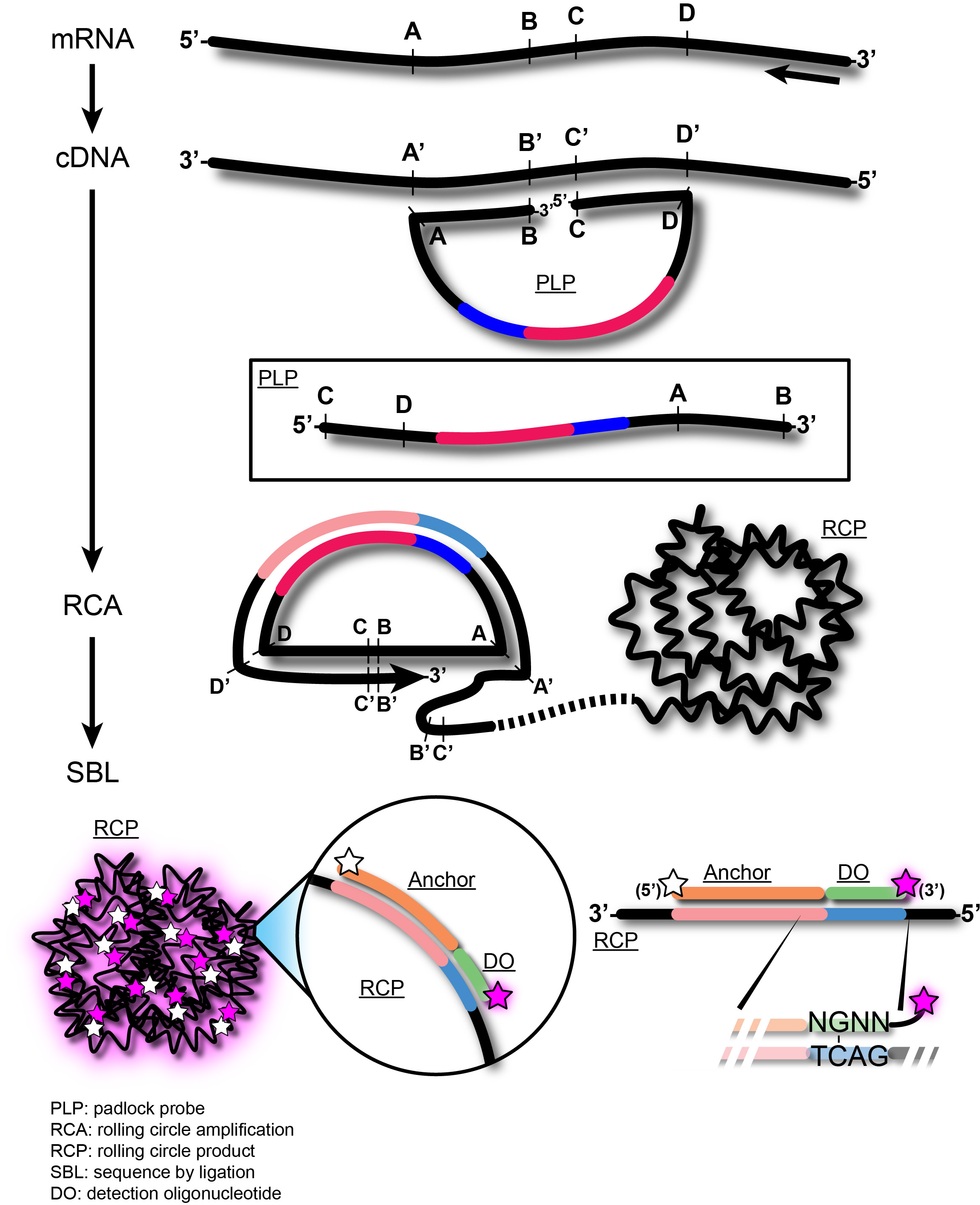 In situ sequencing for RNA analysis in tissue sections