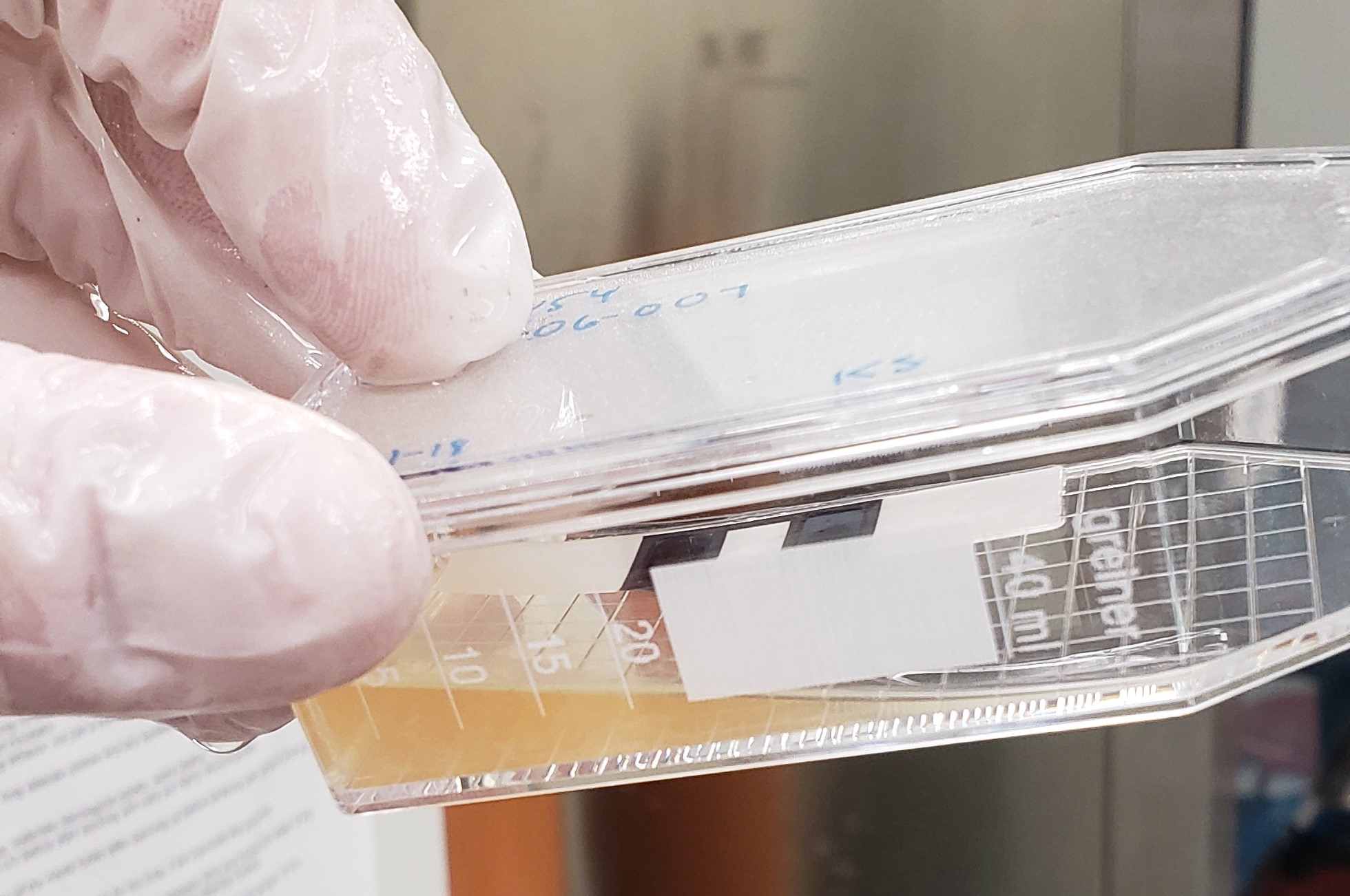 Cell Culture Contamination Detection Kit at Lynn Barton blog