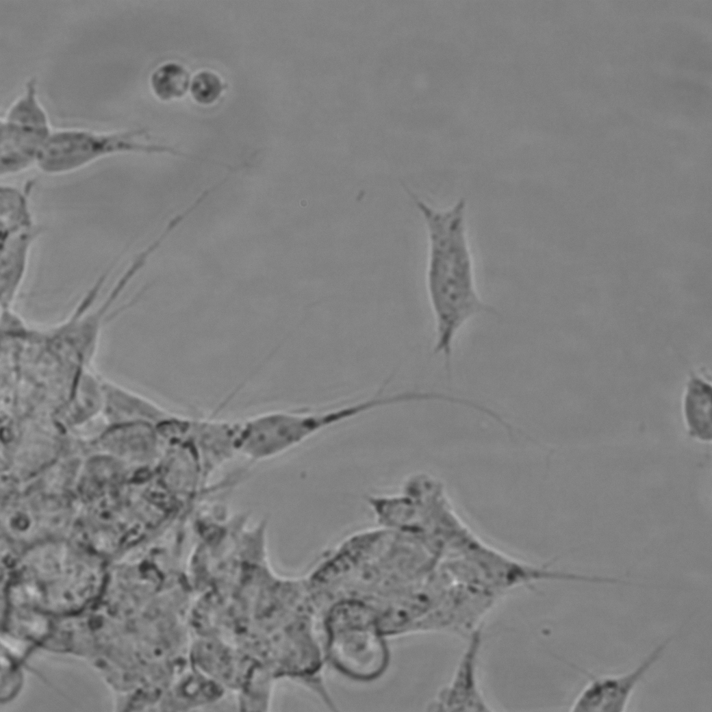 Mammalian Cell Culture Refreshing Media