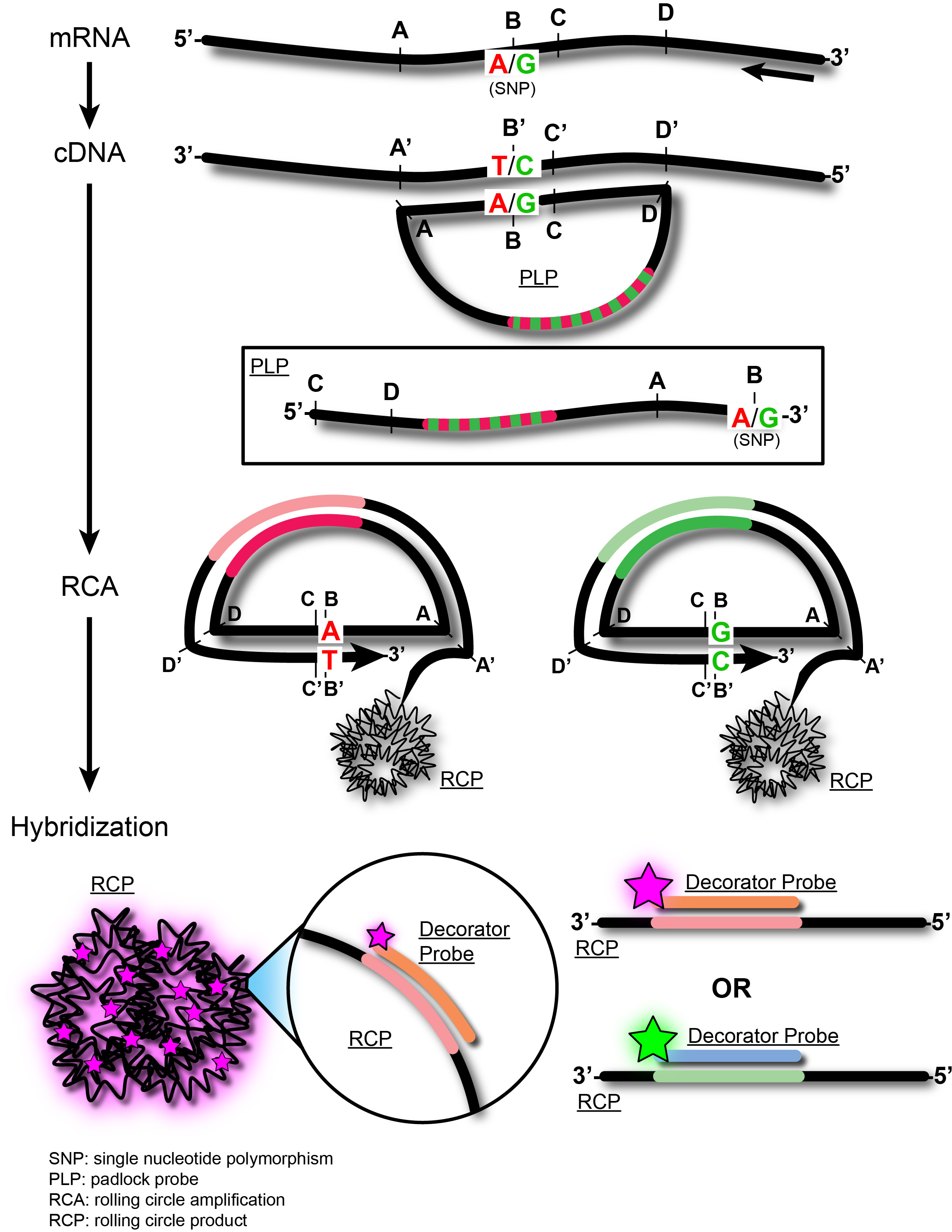 Detection of single nucleotide polymorphisms with padlock probes