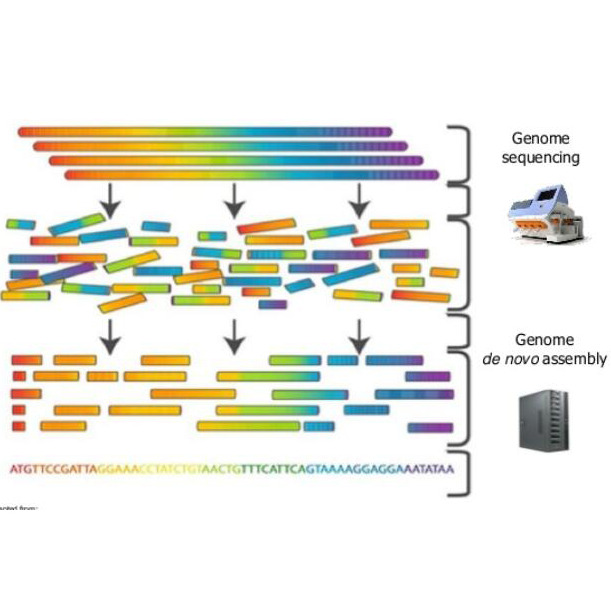 The pipeline of assembly and annotation of the Scapharca broughtonii genome