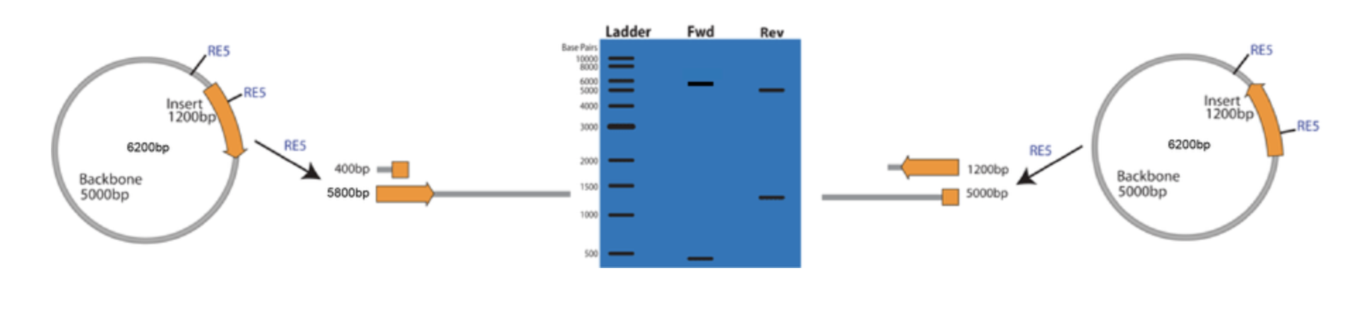 Diagnostic Restriction Digest