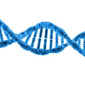 Phenol/chloroform genomic DNA extraction-1.5 ml Eppendorf tube.