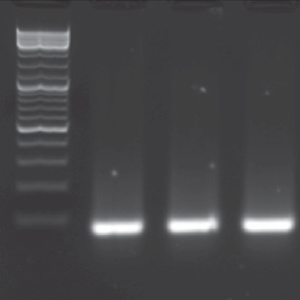 Lithium Chloride Purification A Rapid And Efficient Technique To Purify Rna From Dss Treated Tissues