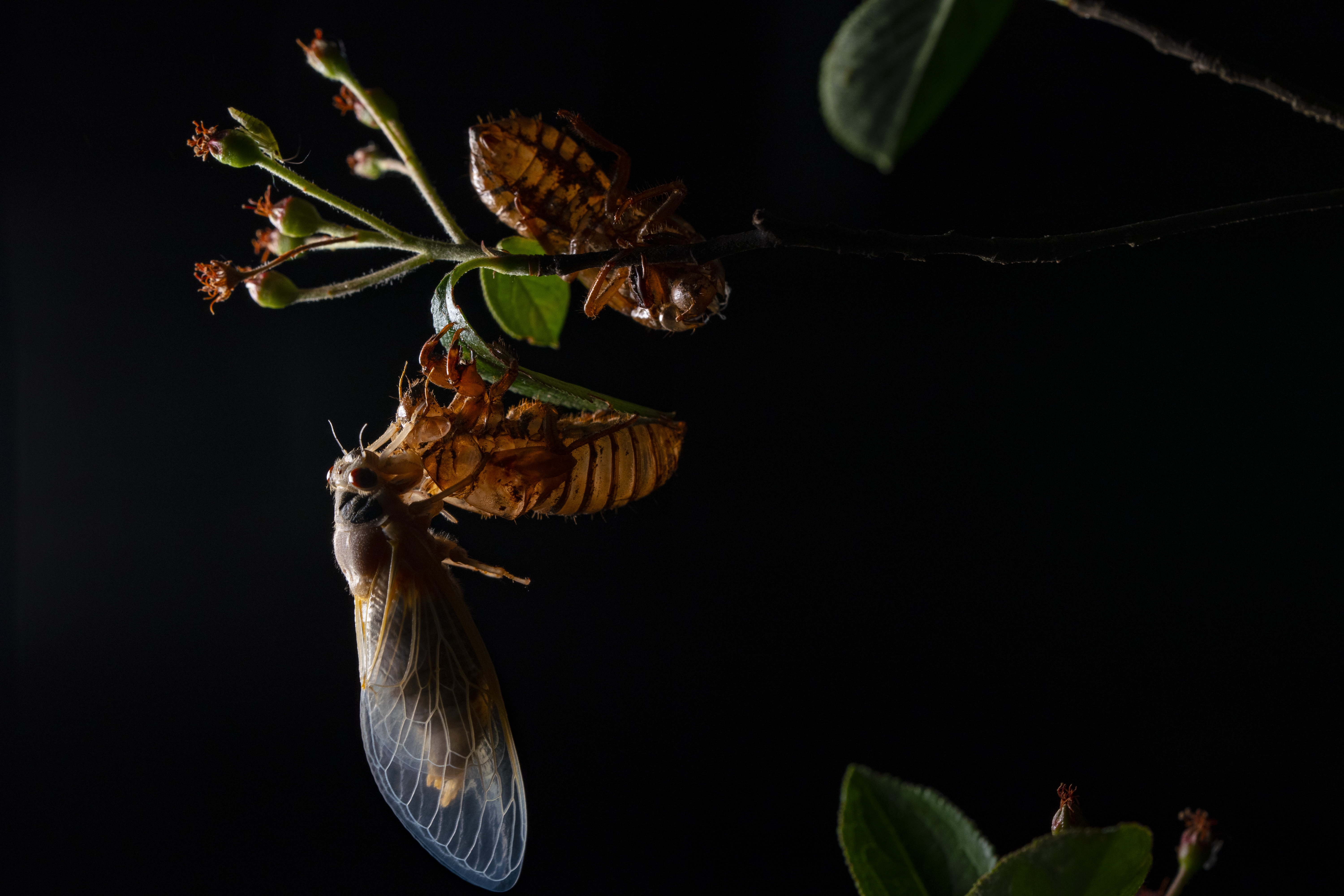 XXX CICADA_JK_007.JPG USA DC