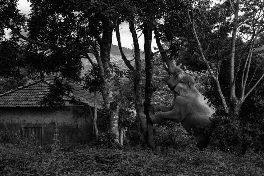 ©-Aneesh-Sankarankutty-India-Shortlist-Pro-competition-Wildlife-Nature-Sony-World-Photography-Awards-2023