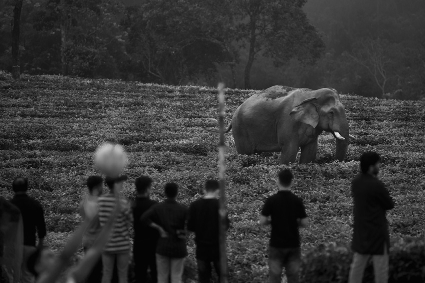 ©-Aneesh-Sankarankutty-India-Shortlist-Pro-competition-Wildlife-Nature-Sony-World-Photography-Awards-2023_1