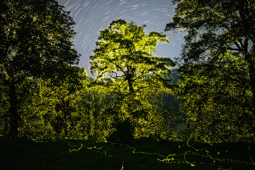 ©-Sriram-Murali-India-Shortlist-Pro-competition-Wildlife-Nature-Sony-World-Photography-Awards-2023_1