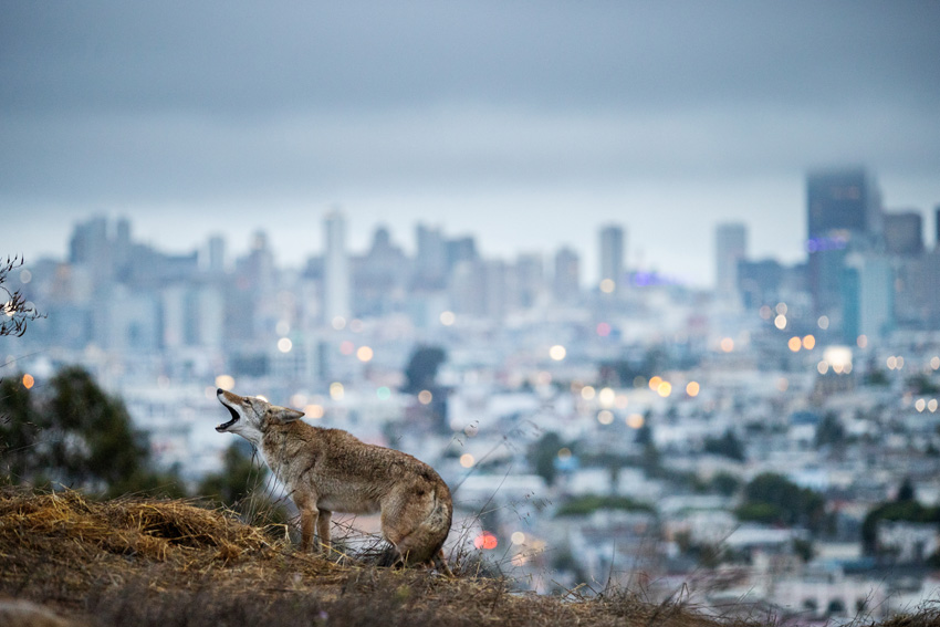 ©-Corey-Arnold-United-States-Winner-Professional-competition-Wildlife-Nature-Sony-World-Photography-Awards-2023-2
