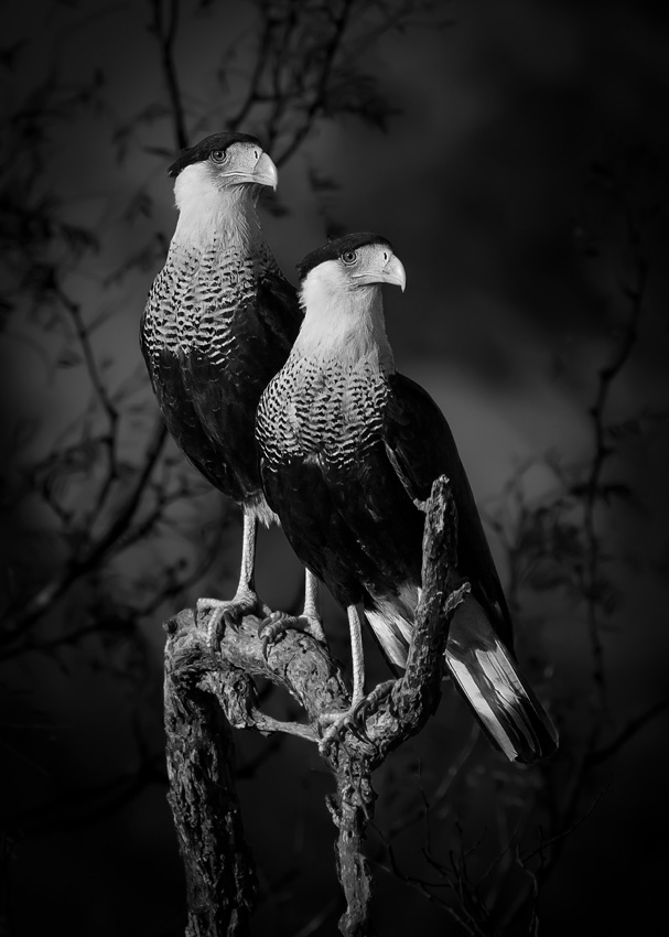 ©-Dinorah-Graue-Obscura-Mexico-Open-Photographer-of-the-Year-Open-competition-Natural-World-Wildlife-Sony-World-Photography-Awards-2023