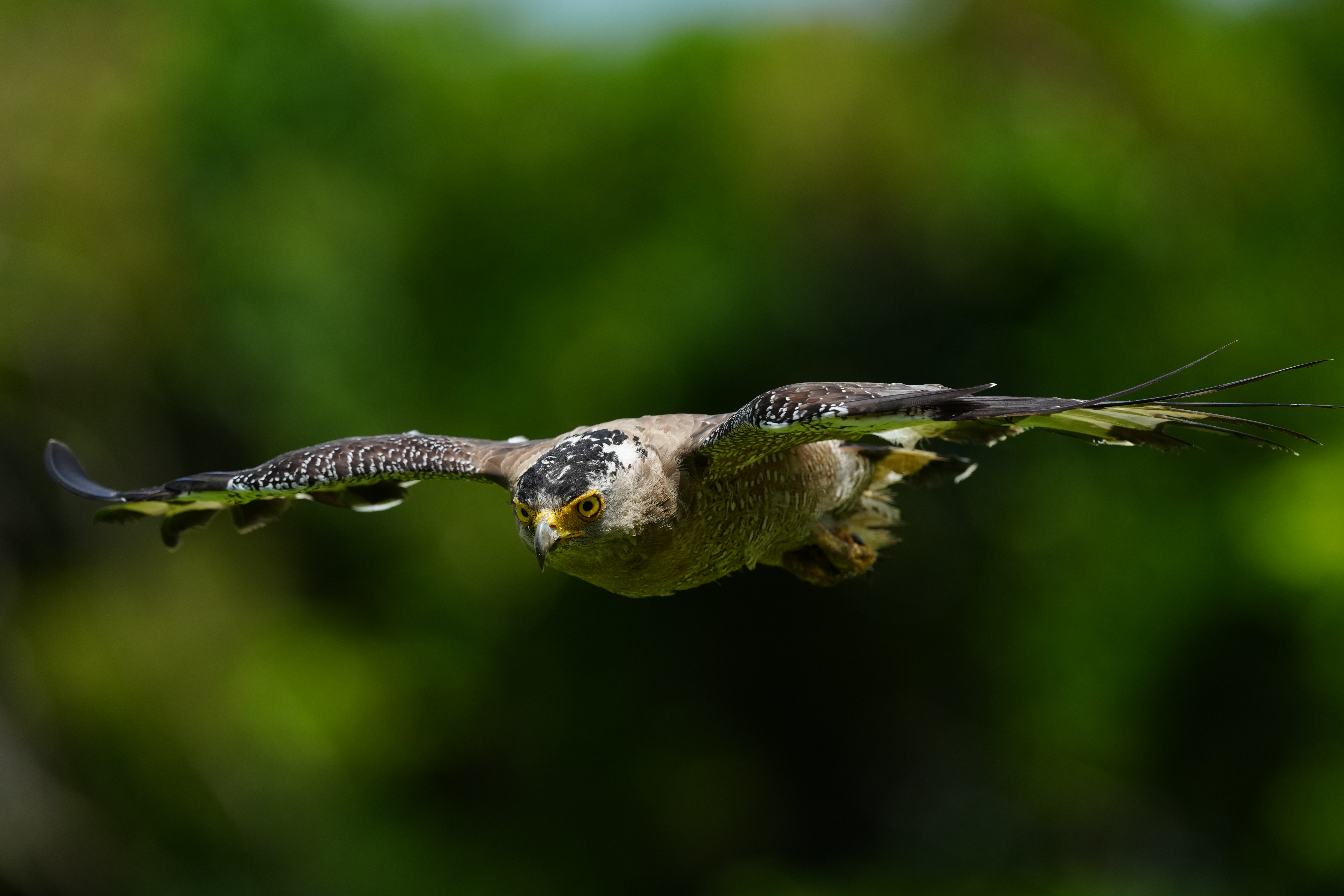 Alpha1M2_SEL600F40GM_uptoFull_DSC06345