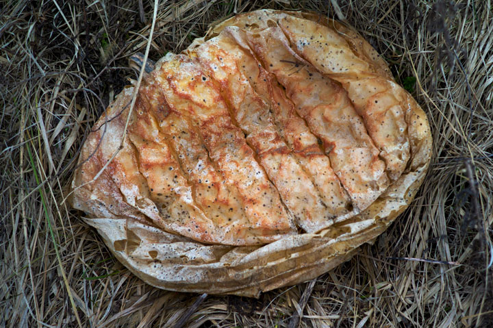 Rotting Pumpkin, 2012