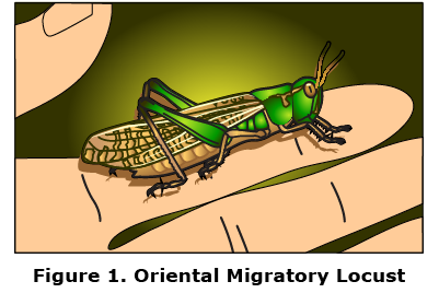 null Figure 1 is an illustration titled Figure 1: Oriental Migratory Locust. Shown is a picture of a large, green and brown locust on a person’s hand. It looks similar to a grasshopper. The head and top part of the thorax are green, while the underside is brown. The upper portion of the legs are green and the lower portion after the knee bend is brown. The wings, eyes, and antennae are brown.