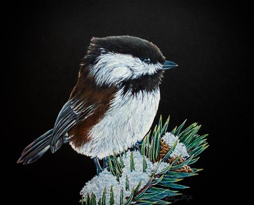 "Snowy Chickadee" a fine art Print by Kelly Strope