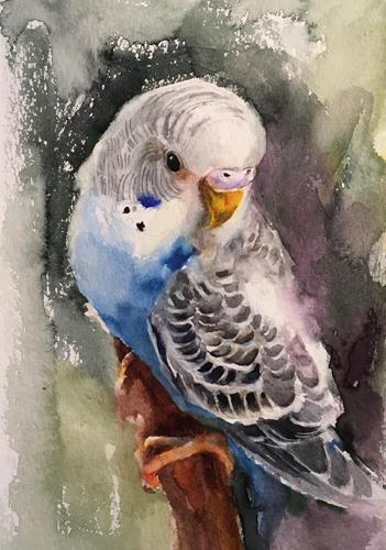 "Budgie31" a fine art Print by Katya Minkina