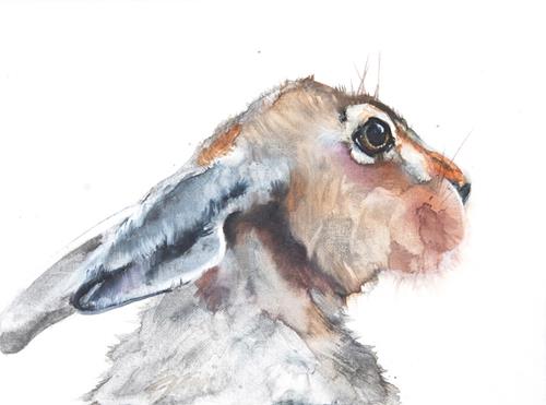 "A Hare Named Jack" a fine art Print by Jani Freimann