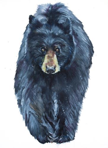 "Black Bear Walking" a fine art Print by Jani Freimann