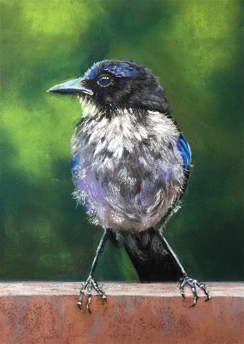 "Baby Jay" a fine art Print by Donna Theresa