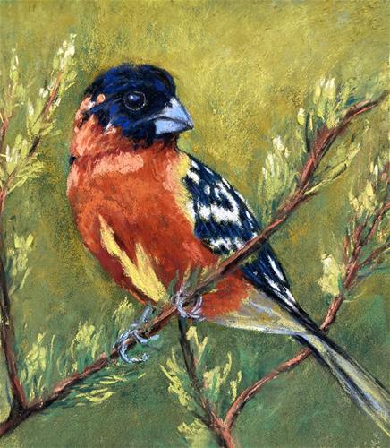 "Mr. Grosbeak" a fine art Print by Donna Theresa