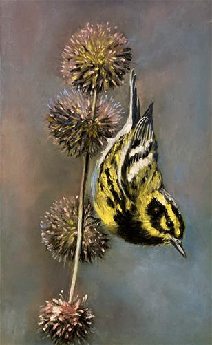 "Townsend on Thistle" a fine art Print by Donna Theresa