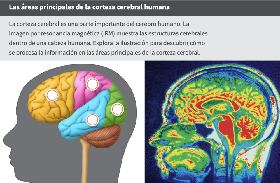 image of a brain Into Science6 8 WF1544550