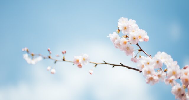 Anthony delanoix 222456 unsplash