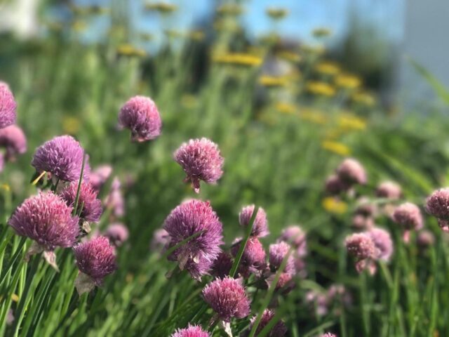 Bblitflowers 1024x768 5